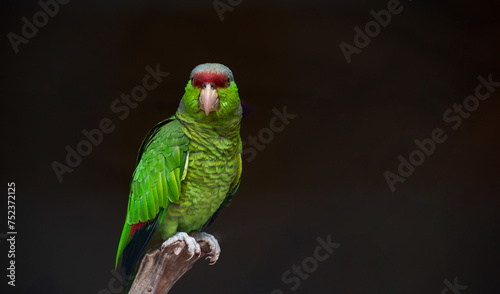 Lilac-crowned parrot or Finsch's parrot (Amazona finschi) looking at camera on a stick with dark background photo