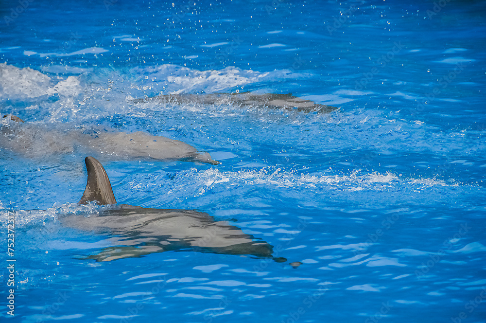 Naklejka premium Three dolphins underwater