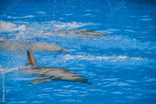 Three dolphins underwater