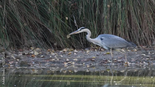 Great Blue Heron Hunting by the Water at Dusk
