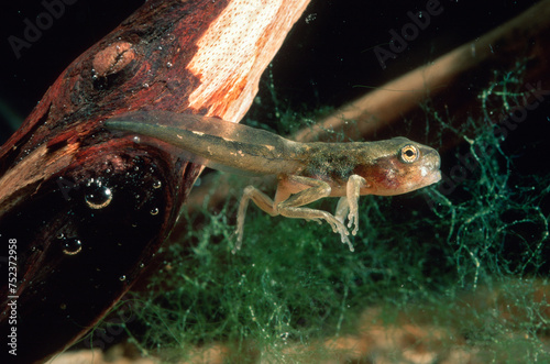 Hyla arborea, tree frog tadpole underwater. Baratz Lake, Sassari Alghero, Sardinia Italy photo