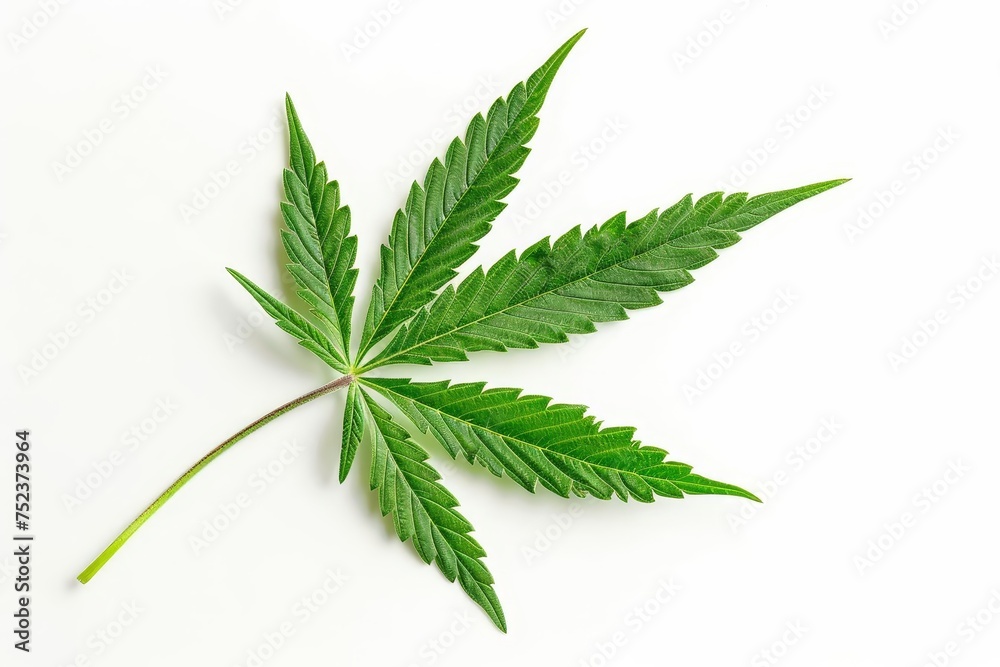 Cannabis leaf isolated on a white background Symbolizing the growing acceptance and use of marijuana for medicinal and recreational purposes Cannabis leaf isolated on a white background Symbolizing the growing acceptance and use of marijuana for medicinal and recreational purposes