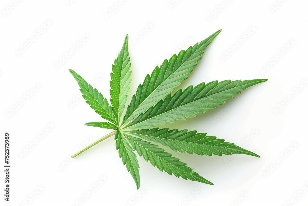 Cannabis leaf isolated on a white background Symbolizing the growing acceptance and use of marijuana for medicinal and recreational purposes Cannabis leaf isolated on a white background Symbolizing the growing acceptance and use of marijuana for medicinal and recreational purposes