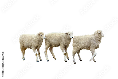 Dorset Sheep isolated png	 photo