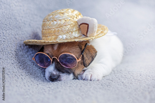 Jack Russell terrier puppy sitting in a straw hat and glasses on a gray background © Nataliia Makarovska