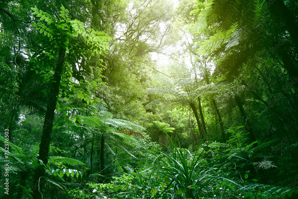 Tree canopy in green tropical jungle Tree canopy in green tropical jungle