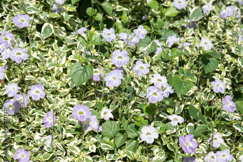 Beautiful Chinese Violet flowers. photo