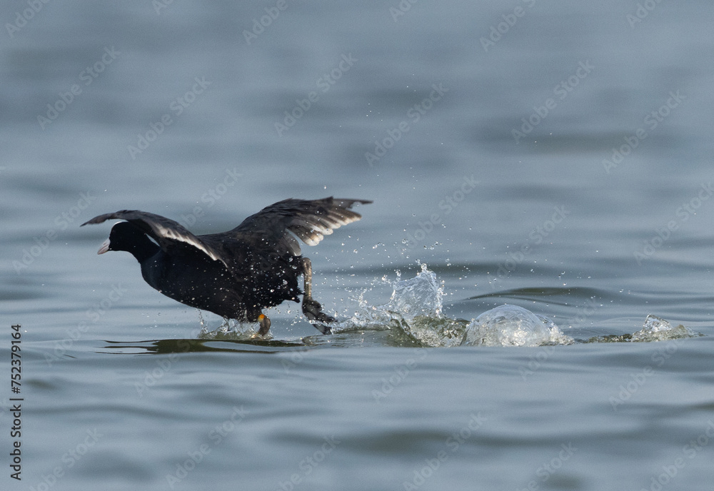 Closeup of a Eurasian coot takeoff at Bhigwan bird sanctuary, Maharashtra, India Closeup of a Eurasian coot takeoff at Bhigwan bird sanctuary, Maharashtra, India