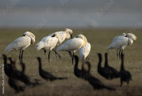 Selective focus on Eurasian Spoonbill with bokeh of little cormorant at the foreground at Bhigwan bird sanctuary, Maharashtra