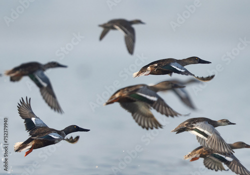 Northern Shoveler in flight at Bhigwan bird sanctuary, India