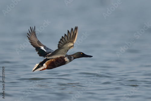 Northern Shoveler flying at Bhigwan bird sanctuary, India