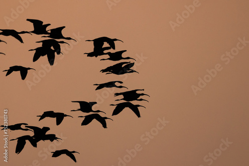 A Flock of Glossy ibis flying during sunset at Bhigwan bird sanctuary Maharashtra, India photo