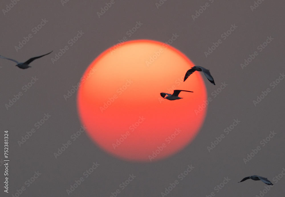 Brown-headed gulls flying during sunset at Bhigwan bird sanctuary, India