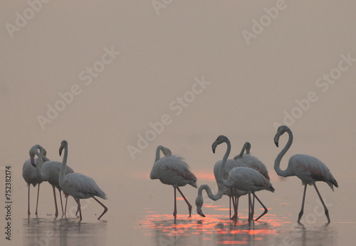 Greater Flamingos in the morning hours at Bhigwan bird sanctuary, India