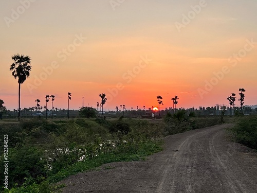 Sugar palm trees on meadow at sunset with buetiful sun. photo