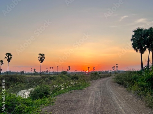 Sugar palm trees on meadow at sunset with buetiful sun. photo