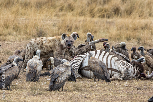 A lone hyena protects a zebra kill from vultures waiting to join the feast. Masai Mara, Kenya.