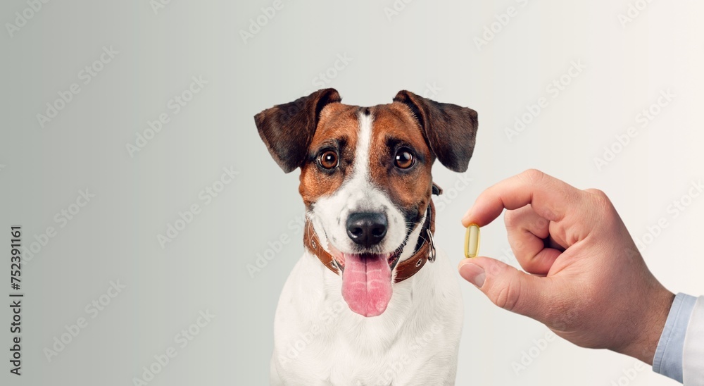 Puppy Dog training. Hand of Owner giving pill
