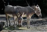 African wild donkeys eating hay. Latin name - Equus africanus