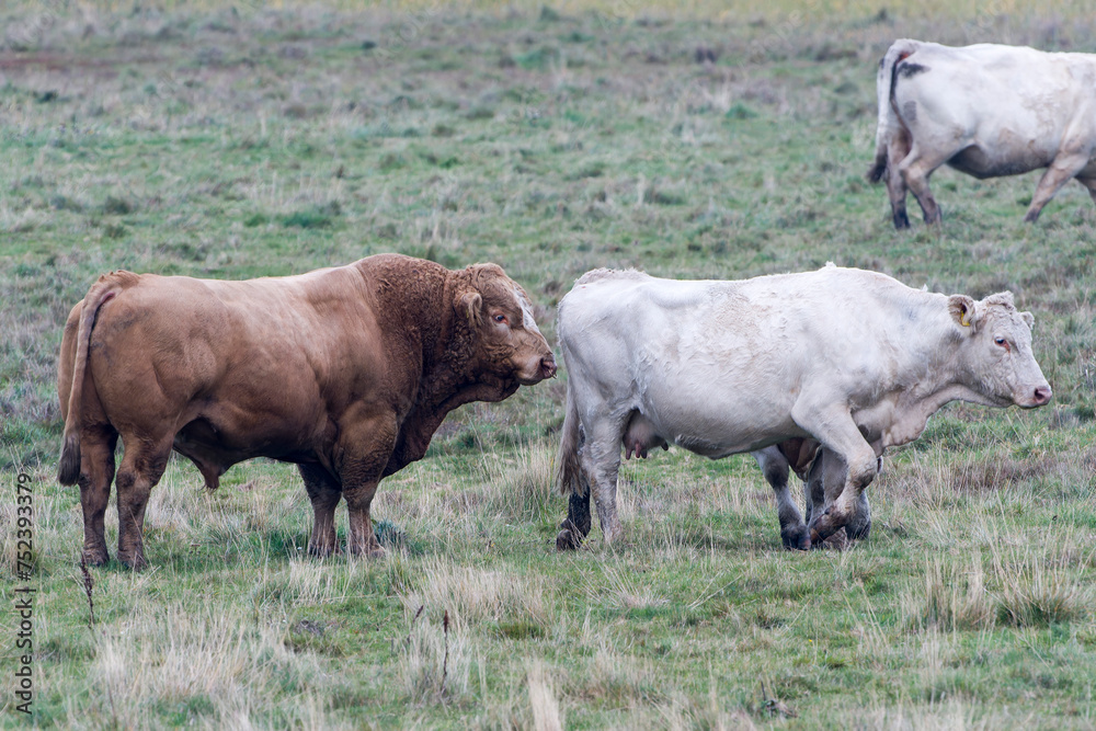 Uckermärker Rinder auf der Weide Uckermärker Rinder auf der Weide