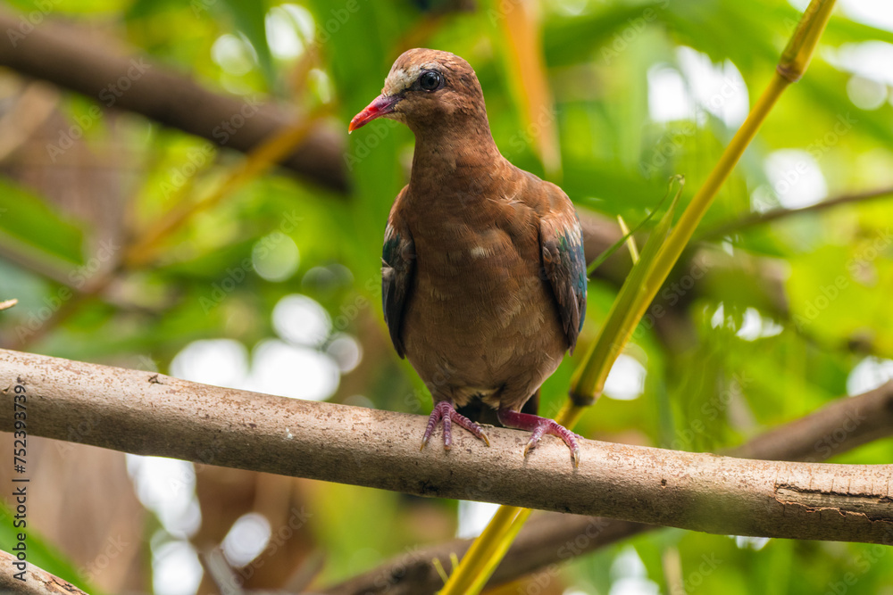 The emerald dove or common emerald dove (Chalcophaps indica), also called Asian emerald dove and grey-capped emerald dove The emerald dove or common emerald dove (Chalcophaps indica), also called Asian emerald dove and grey-capped emerald dove