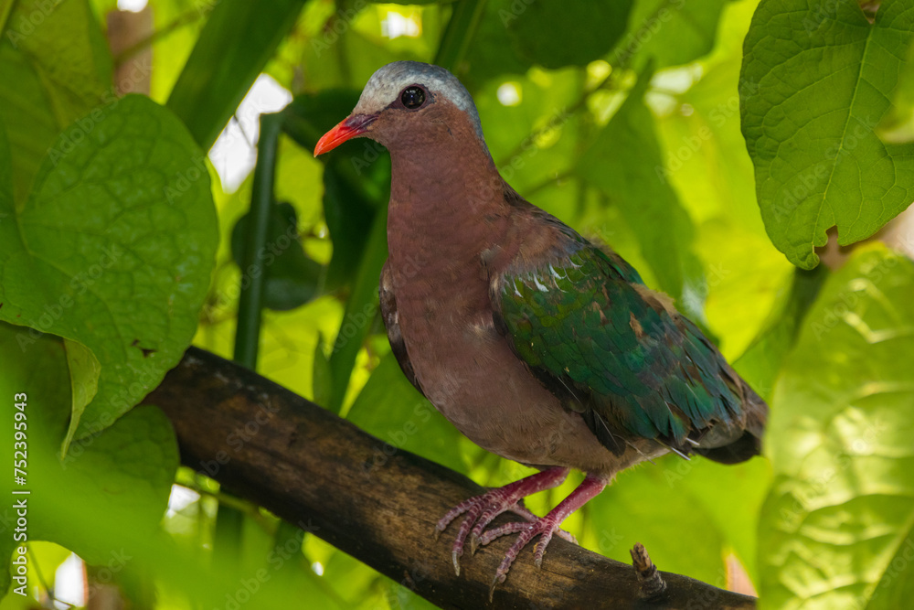The emerald dove or common emerald dove (Chalcophaps indica), also called Asian emerald dove and grey-capped emerald dove The emerald dove or common emerald dove (Chalcophaps indica), also called Asian emerald dove and grey-capped emerald dove