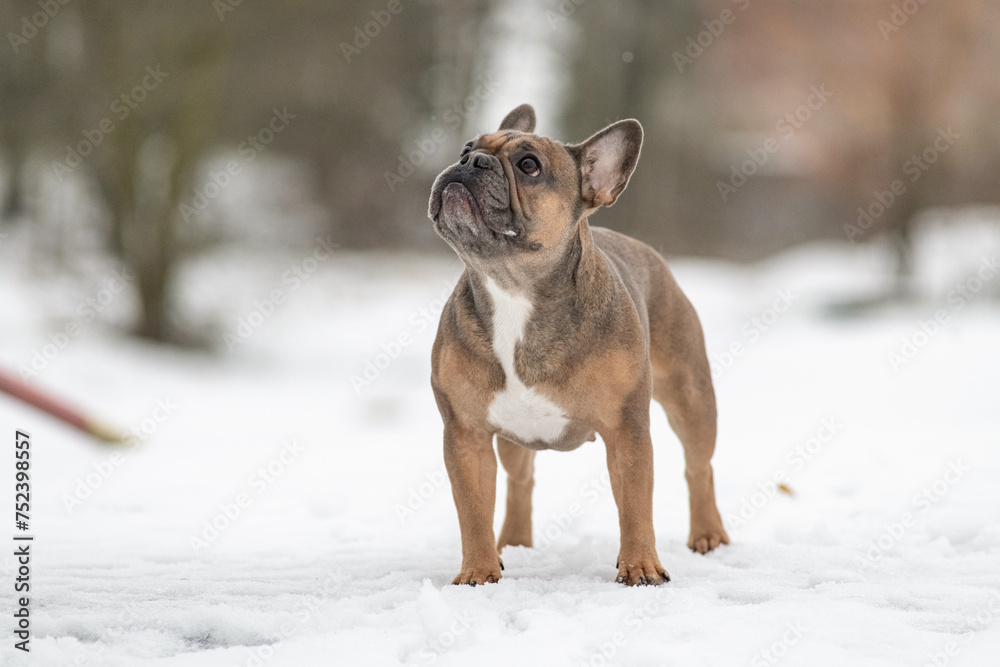 Young beautiful purebred French bulldog on a walk in winter. Young beautiful purebred French bulldog on a walk in winter.