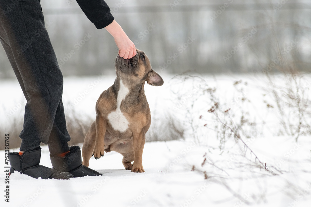 Young beautiful purebred French bulldog on a walk in winter. Young beautiful purebred French bulldog on a walk in winter.