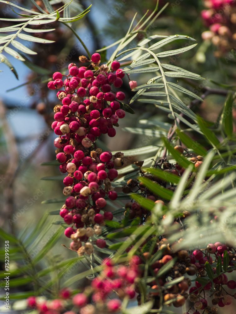 A close-up of a cluster of pink peppercorns on a tree branch.