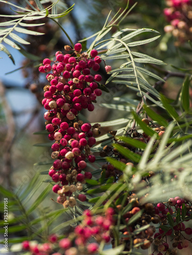 A close-up of a cluster of pink peppercorns on a tree branch.