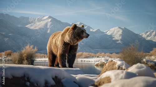 Brown Bear Standing on Ice