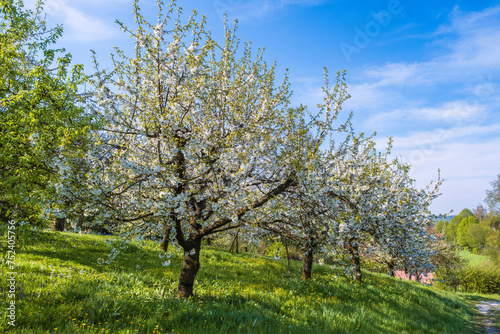 Blooming cherry trees under a white and blue sky in Dobenreuth - Germany in the Franconian Switzerland