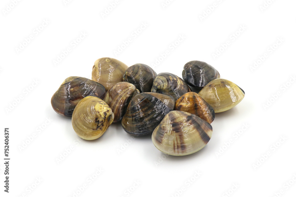 Closed up fresh baby clams, venus shell, shellfish, carpet clams, short necked clams, as raw food from the sea are the seafood ingredients. fresh clams Background. seafood.Isolated on white background Closed up fresh baby clams, venus shell, shellfish, carpet clams, short necked clams, as raw food from the sea are the seafood ingredients. fresh clams Background. seafood.Isolated on white background