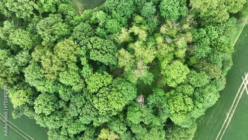 Aerial drone view of heart-shaped  forest surrounded byg reen blooming  field in Poland. Trees of love, Heart made of trees in Skarszyn.
Summer agricultural green fields in the countryside heart shape photo
