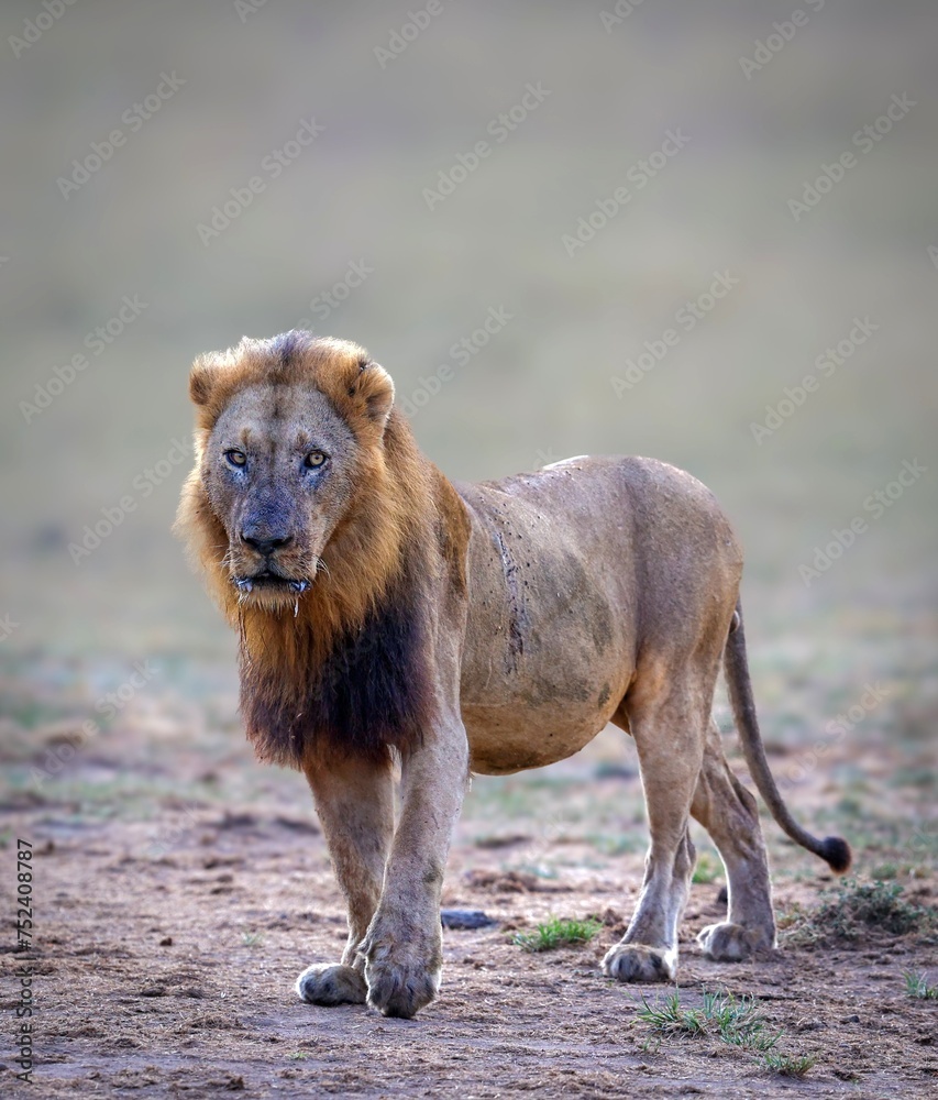 Lion in the open savanna of the Kruger National Park Lion in the open savanna of the Kruger National Park