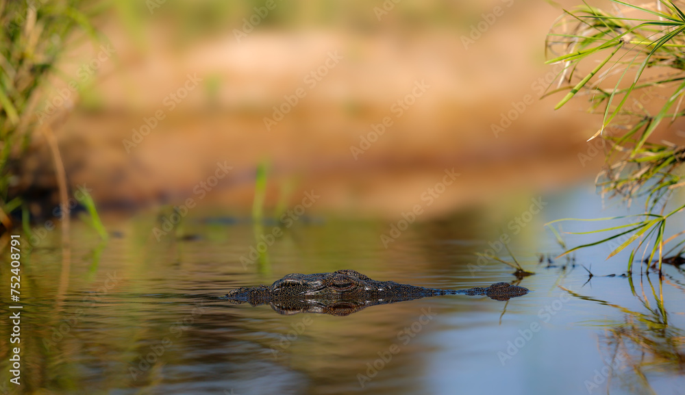 Obraz premium Alligator basking in shallow water