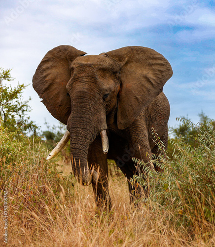 African Bull elephant in its natural habitat in Kruger National Park, South Africa