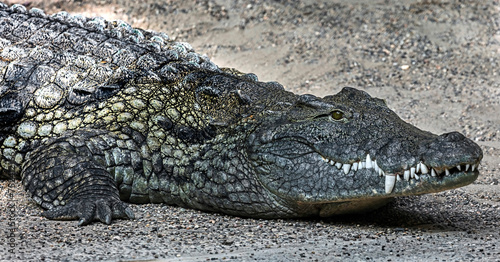 Nile crocodile on the ground in its enclosure. Latin name - Crocodylus niloticus