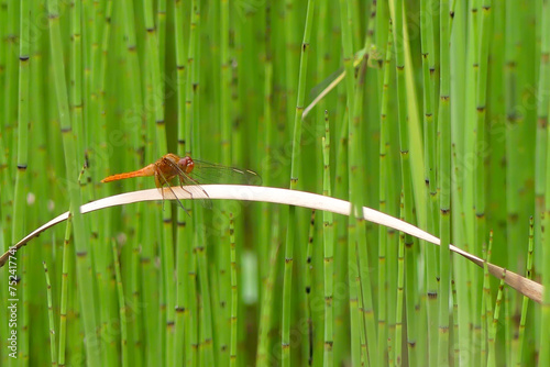 夏の公園の池に真っ赤なショウジョトンボ　滋賀県野洲市近江富士花緑公園