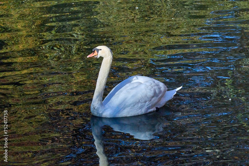 Fototapeta Naklejka Na Ścianę i Meble -  cisne blanco nadando en la naturaleza