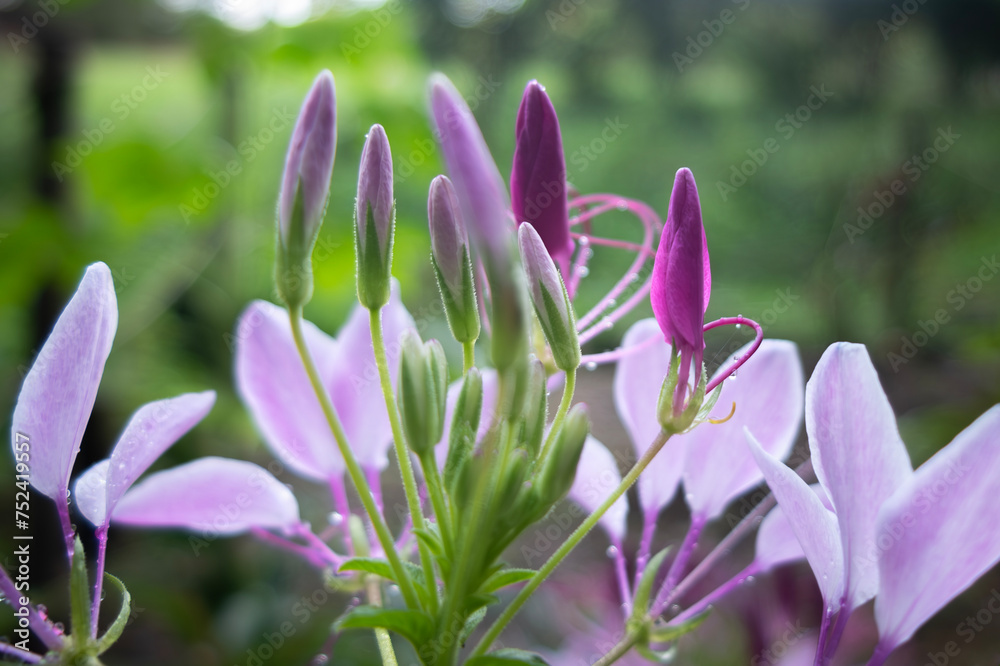 Fototapeta premium 雨上がりに輝く紫色の美しいクレオメ