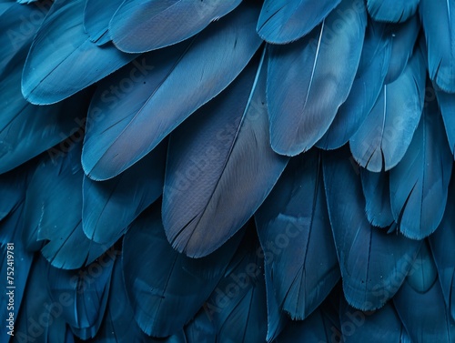 a close up of feathers © Dogaru