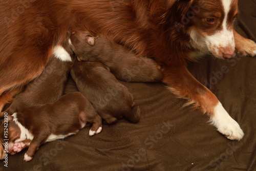A mother dog is laying on a bed with her puppies