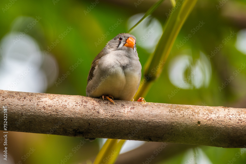 The zebra finches are two species of estrildid finch in the genus Taeniopygia found in Australia and Indonesia The zebra finches are two species of estrildid finch in the genus Taeniopygia found in Australia and Indonesia