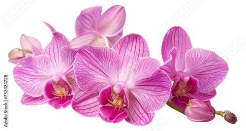 Cluster of pink orchids on transparent background - stock png. photo