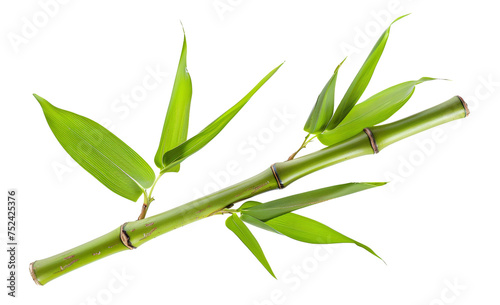 Green bamboo branch with leaves on transparent background - stock png. © BraveSpirit