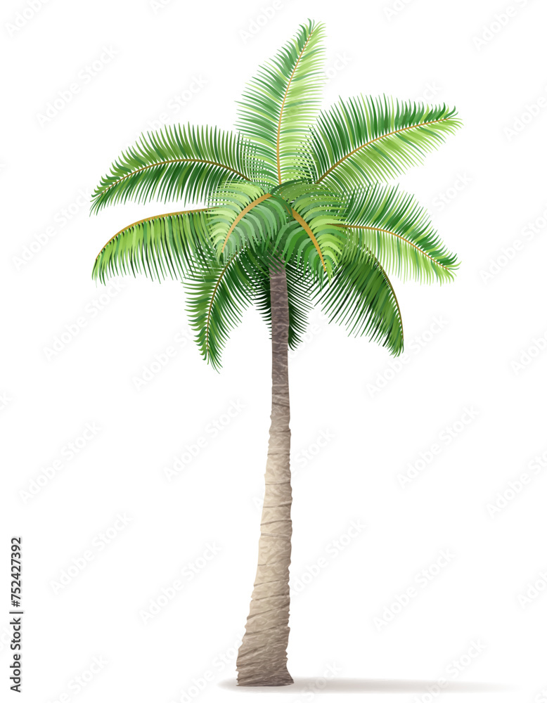 Fototapeta premium tropical palm tree with green foliage vector illustration