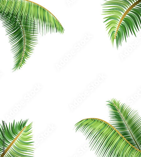 green leaves of tropical palm tree vector illustration © kontur-vid