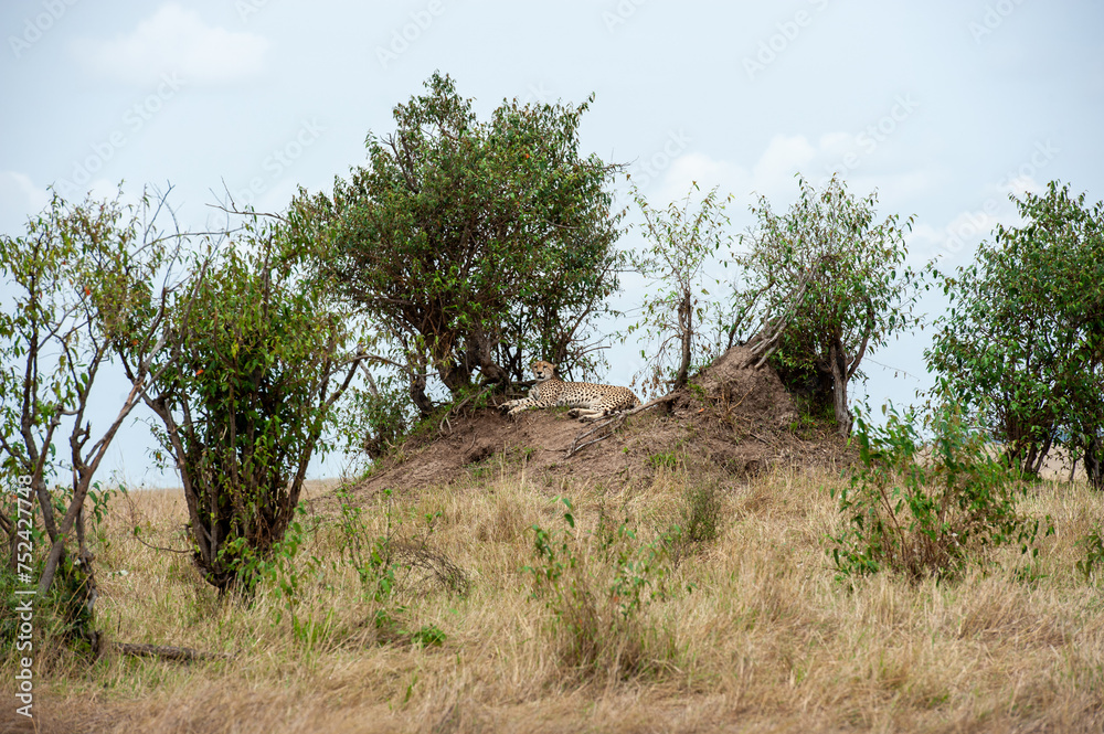 cheetah  in the vast wilderness of Africa