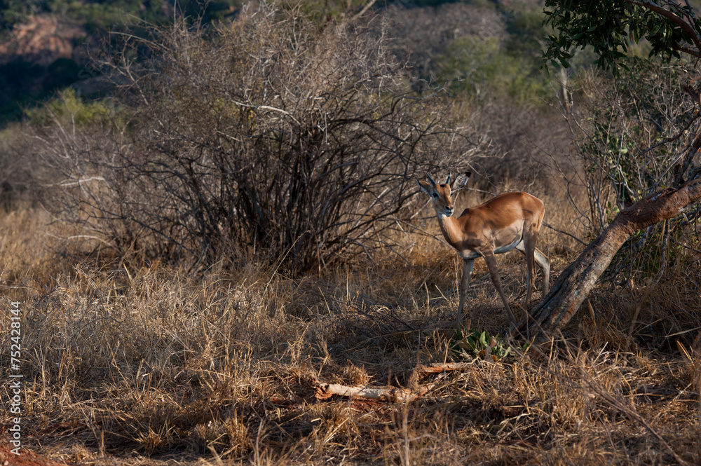 Antelope in the savannah of Africa Antelope in the savannah of Africa